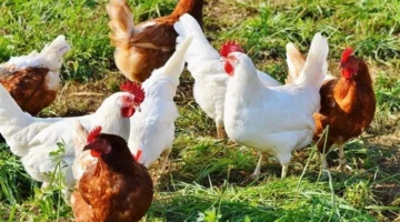 تحرك جديد في أسعار الدواجن البيضاء والبلدي داخل أسواق محافظة المنيا اليوم